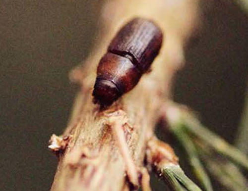 Bark beetles of Connecticut: What are they, and what do they do?